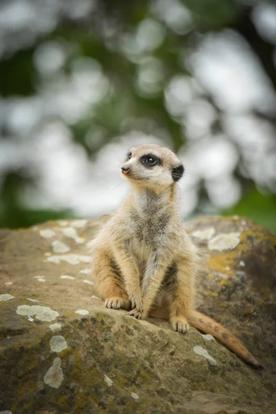 Suricata Está Sentada Pedra Ela Está Guarda — Fotografia de Stock