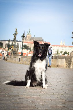 Border collie, Carls Köprüsü 'nde oturuyor. Prag 'ın merkezindeydi. Çok sabırlı bir model..