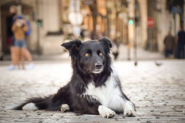 Border collie köprüde yatıyor. Prag 'ın merkezindeydi. Çok sabırlı bir model..