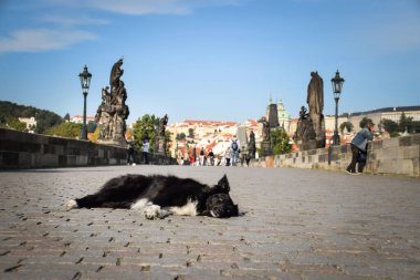 Border collie köprüde yatıyor. Prag 'ın merkezindeydi. Çok sabırlı bir model..