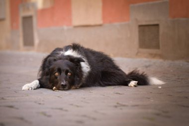 Border collie köprüde yatıyor. Prag 'ın merkezindeydi. Çok sabırlı bir model..