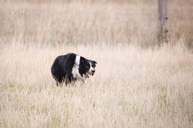 Sınır çobanı doğada koyun güder. Mutlu Sınır Köpekleri çalışıyor.