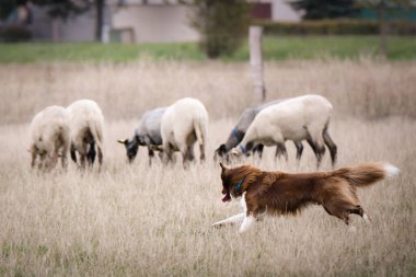 Sınır çobanı doğada koyun güder. Mutlu Sınır Köpekleri çalışıyor.