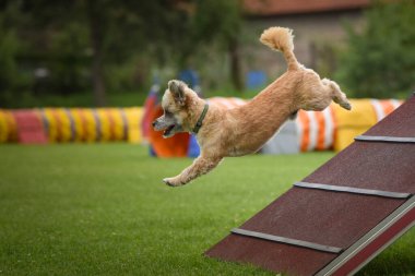 Çılgın köpek çevikliği A çerçevesinde koşuyor. Rekabet için yeni şeyler öğretiyor..
