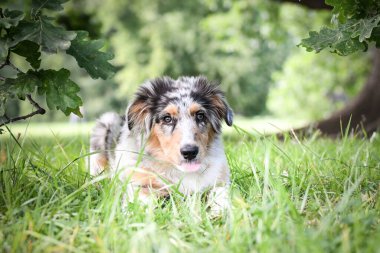 Avustralya çoban köpeğinin yavrusu doğada yatıyor. Parkın yaz doğası.