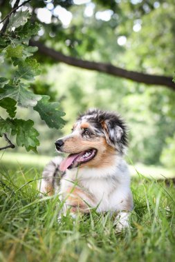 Avustralya çoban köpeğinin yavrusu doğada yatıyor. Parkın yaz doğası.