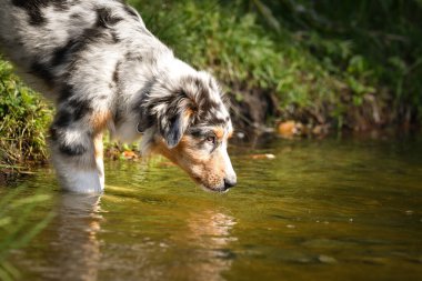 Avustralyalı çoban köpeği suyun içinde dikiliyor. Parkın yaz doğası.