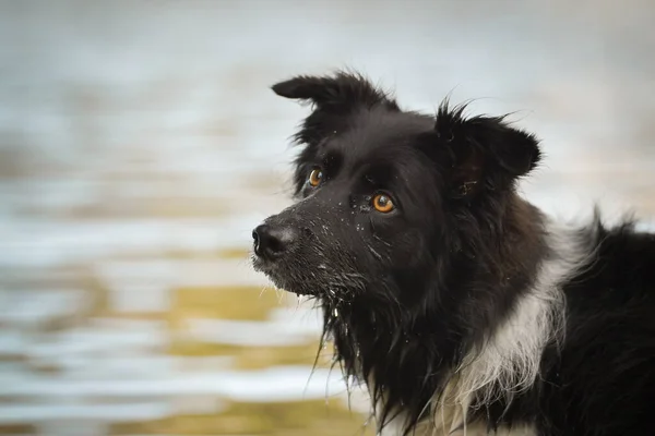 Border Collie Hunting Stick Water She Wet Dog — Stockfoto