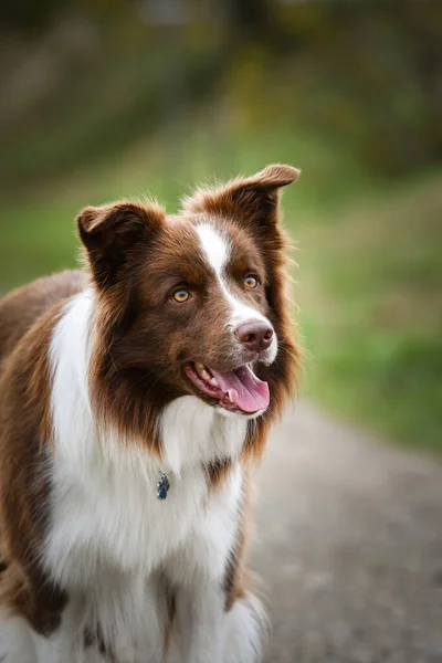 边境牧羊犬的秋季脸 他在树叶里很可爱 他的脸好可爱 — 图库照片