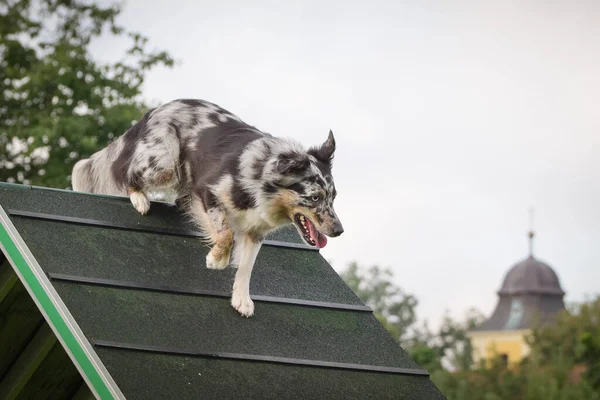 Šílený Pes Běží Agility Frame Učí Novou Věc Pro Konkurenci — Stock fotografie