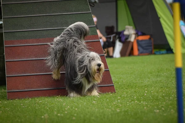 Crazy dog is running agility A-frame. She teachs new thing for competition.