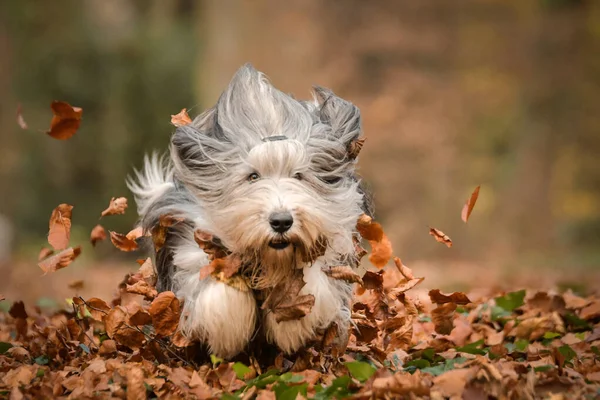 Barbudo Collie Está Corriendo Bosque Portret Otoño —  Fotos de Stock