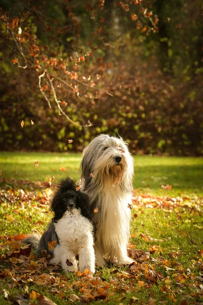 Sakallı çoban köpeği ve kaniş yaprakların arasında oturuyor. Doğadalar. Sonbahar fotoğrafı.