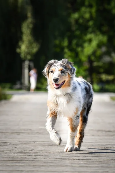 Puppy Australian Shepherd Running Nature Summer Nature Park — Stock Photo, Image