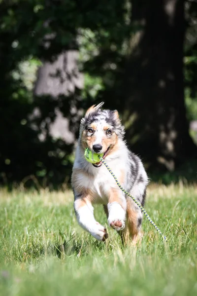 オーストラリアの羊飼いの子犬が自然の中で実行されています 公園の夏の自然 — ストック写真