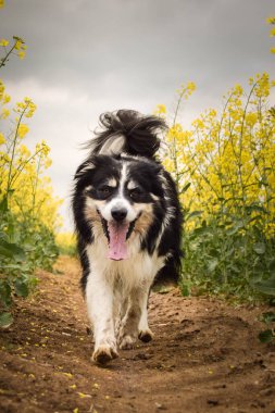 Border collie sarı kolzada koşuyor. Ekmekçisi için koşuyor.