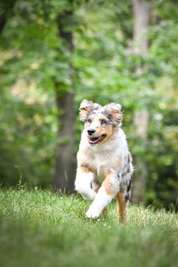 Avustralya çoban köpeğinin yavrusu doğada oturuyor. Parkın yaz doğası.