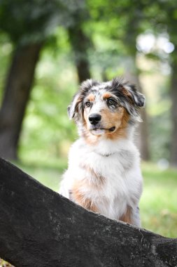 Avustralya çoban köpeğinin yavrusu doğada oturuyor. Parkın yaz doğası.