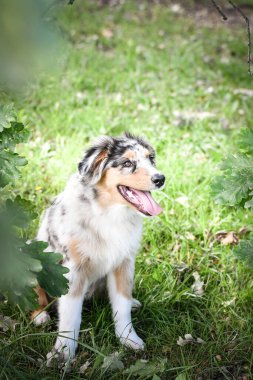 Avustralya çoban köpeğinin yavrusu doğada oturuyor. Parkın yaz doğası.