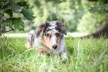 Avustralya çoban köpeğinin yavrusu doğada yatıyor. Parkın yaz doğası.