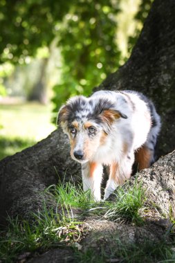 Avustralya çoban köpeği yavrusu doğada koşuyor. Parkın yaz doğası.