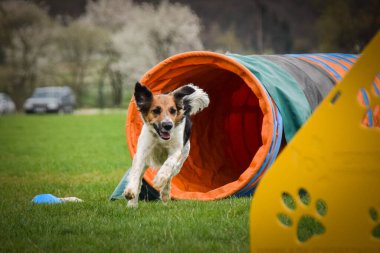 Köpek çeviklik tünelinde koşuyor. Harika bir akşam, Engel bir spor müsabakası için özel çeviklik eğitimi alıyor.
