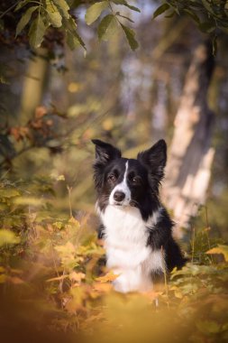 Sınır çobanı ormanda oturuyor. Sonbahar portresi..
