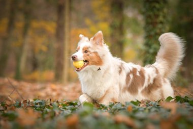 Avustralya çobanı ormandaki yaprakların arasında koşuyor. Parkta sonbahar foto çekimleri.