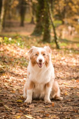 Avustralyalı çoban ormanda oturuyor. Sonbahar portresi..
