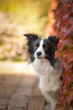 Sınır çobanı güz mevsiminde oturuyor. Çok tatlı bir köpek..