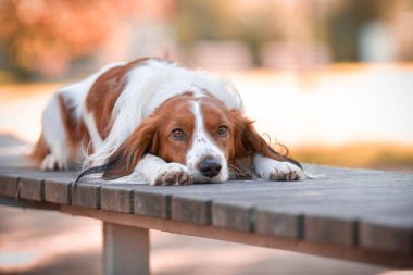 Kooikerhondje bankta yatıyor. Çok tatlı bir köpek..