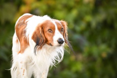 Kooikerhondje bankta duruyor. Çok tatlı bir köpek..