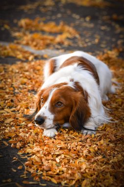 Kooikerhondje sonbahar yapraklarında yatıyor. Çok tatlı bir köpek..