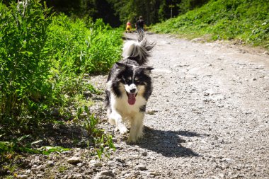 Glossglockner yakınlarında, Avusturalya 'da çoban köpeğinin portresi çalışıyor..