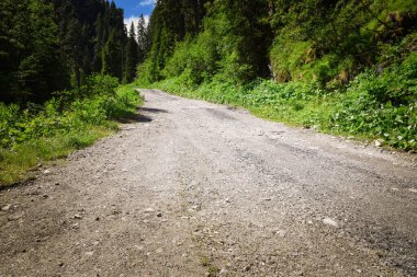 Gosausee Vorderer Gölü 'nün harika yaz doğası Dachstein Buzul arka planıyla. Doğa konseptinin güzelliği.