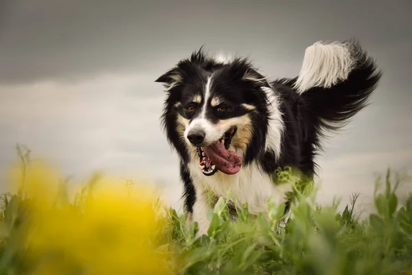 Border Collie Está Corriendo Yellow Colza Está Postulando Para Panadero —  Fotos de Stock