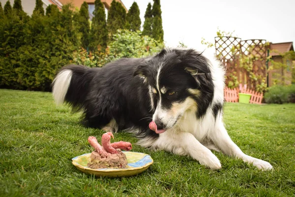 Собака Пограничного Колли Ест Свой Праздничный Торт Саду Счастлива Этим — стоковое фото