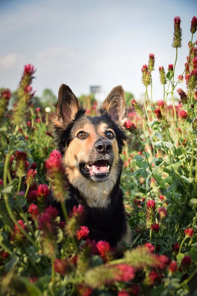 Hund Liegt Purpurroten Klee Hat Ein Komisches Gesicht Dass Lächelt — Stockfoto