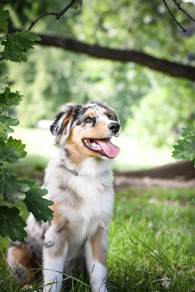 Puppy Van Australische Herder Zit Natuur Zomer Natuur Het Park — Stockfoto