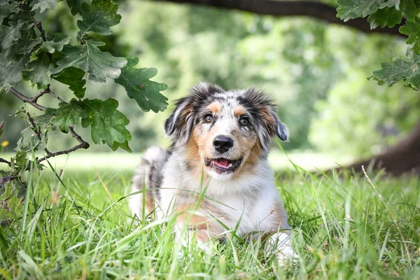 Puppy Australian Shepherd Lying Nature Summer Nature Park — Stockfoto