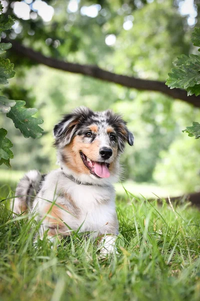 Cachorro Del Pastor Australiano Está Naturaleza Naturaleza Verano Parque —  Fotos de Stock