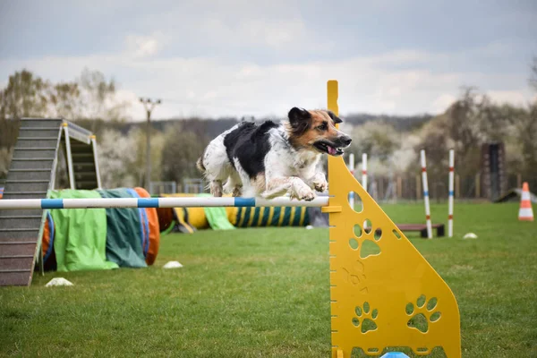 Собака Перепрыгивает Через Препятствия Удивительный День Чешской Ловкости Приват Обучение — стоковое фото