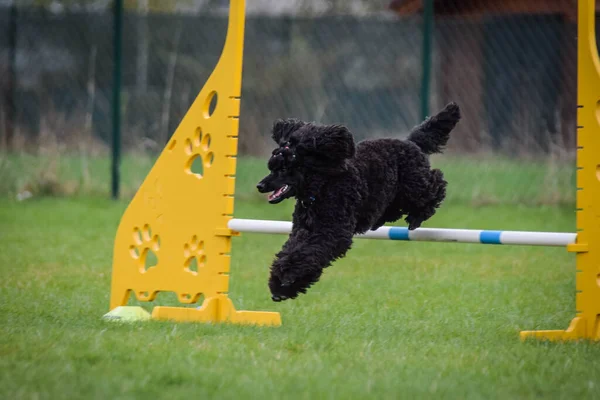 犬はハードルを飛び越えている チェコ語の敏捷性プライベートトレーニングで素晴らしい一日 — ストック写真