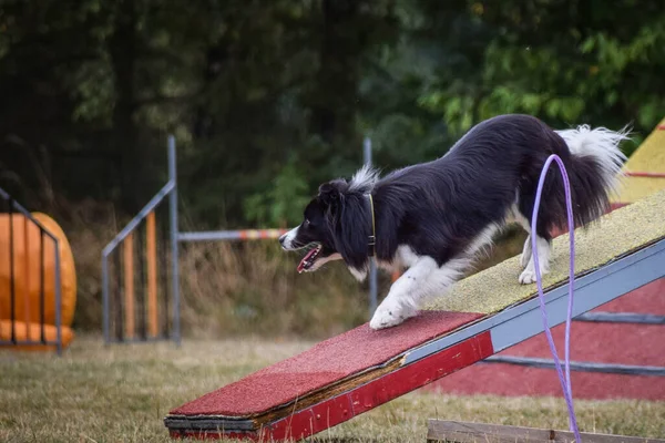 Hund Agility Balken Toller Tag Tschechischen Agility Wettbewerb Sie Sind — Stockfoto