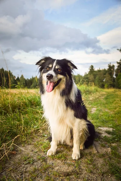 Border collie çimlerin üzerinde oturuyor. O çok çılgın bir köpek..