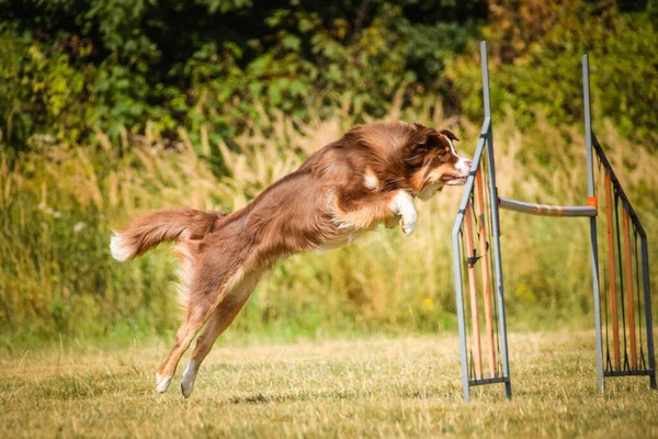 犬はハードルを飛び越えている チェコ語の敏捷性プライベートトレーニングで素晴らしい一日 — ストック写真