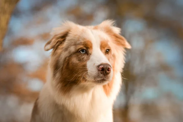 Australiska Herden Sitter Bänken Han Söt Hund — Stockfoto