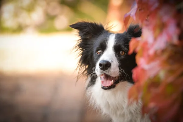 ボーダーコリーは秋の自然の中に座っています 彼女はとてもかわいい犬です — ストック写真