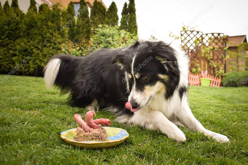 Dog of border collie is eating his birthday cake at the garden. She is so happy with this.