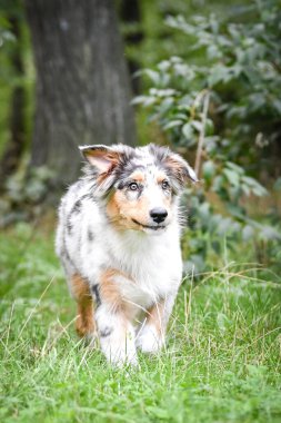 Avustralya çoban köpeği yavrusu doğada koşuyor. Parkın yaz doğası.